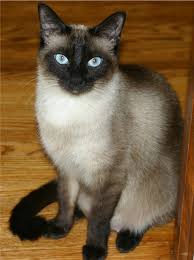  Beautiful Siamese Cat