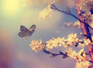 Butterfly 🦋🦋