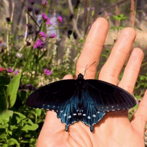  papillon 🦋🦋