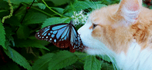  나비 🦋🦋