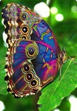 Butterfly(s)