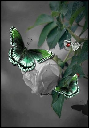  Butterfly(s)