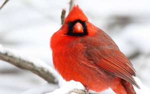  Cardinal