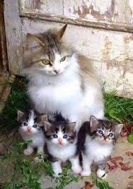  Cat And Her Kätzchen