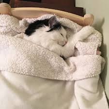 Catnapping In Bed