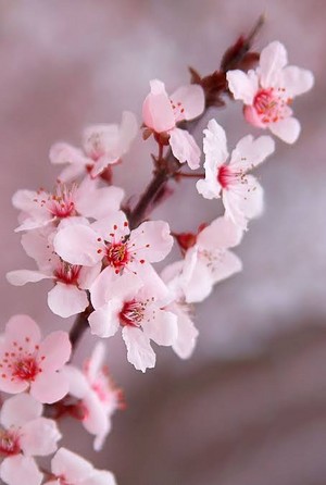  вишня Blossom