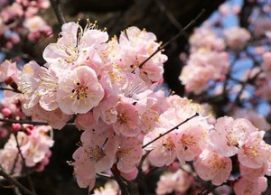  cereza, cerezo Blossoms in Kashmir