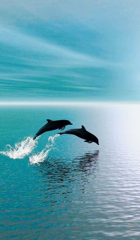  Dolphins🐬