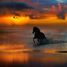  Galloping Horse In The Sunset