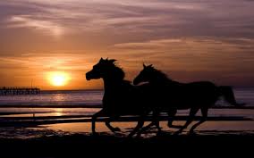  Galloping chevaux In The Sunset
