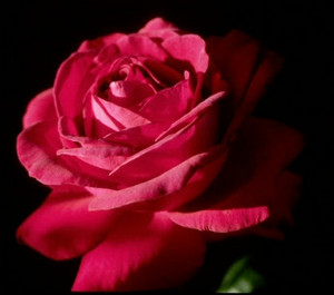 Hot розовый Roses!