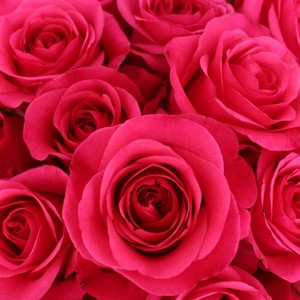 Hot Pink Roses!