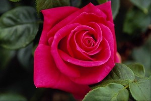  Hot kulay-rosas Roses!