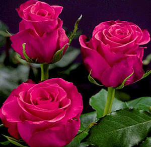  Hot rosa, -de-rosa Roses!