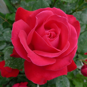  Hot розовый Roses!