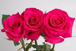  Hot गुलाबी Roses!