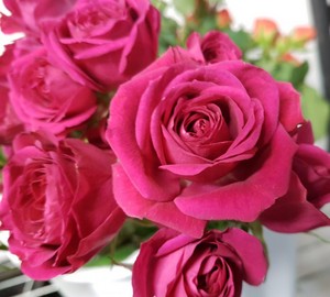  Hot kulay-rosas Roses!