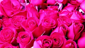  Hot 담홍색, 핑크 Roses!