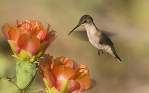 colibrì