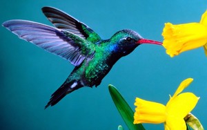 kolibrie