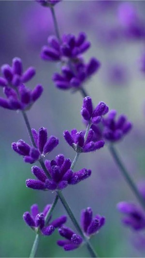  Lavender