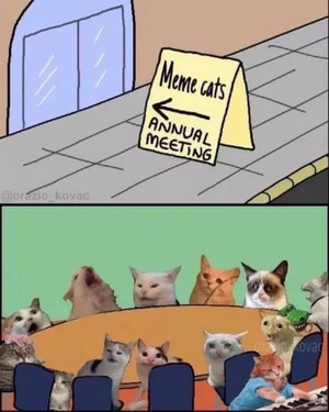  Meme Cat Annual Meeting Is Now In Session