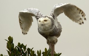  Snowy Owl