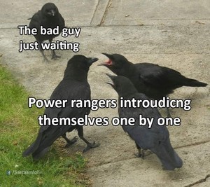 Power Ranger birbs