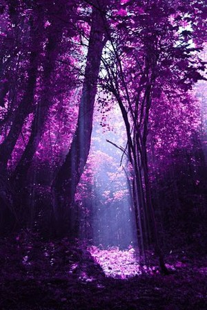  Purple Trees