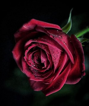  Rose 🌹