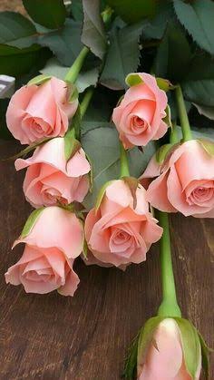  Rose for आप sweetie <3