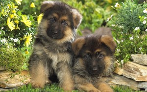 Sweet Puppies