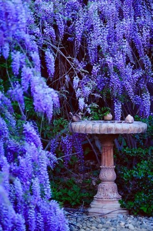  beautiful garden 🌻🌹
