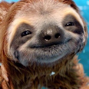  sloths