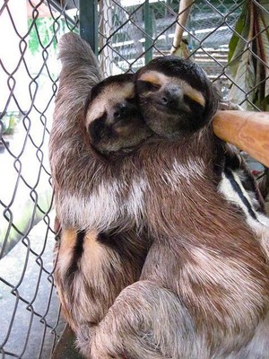  sloths