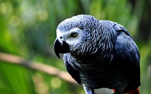  African Grey burung beo, kakatua