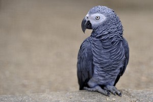  African Grey nuri, burung nuri