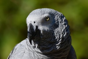  African Grey parrot, kasuku