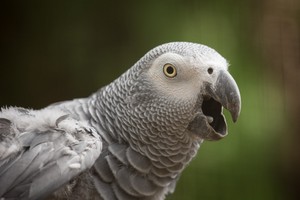  African Grey parrot, kasuku