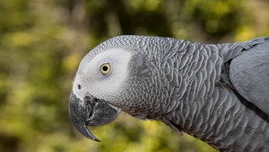  African Grey попугай