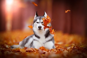  Autumn Huskies ♡