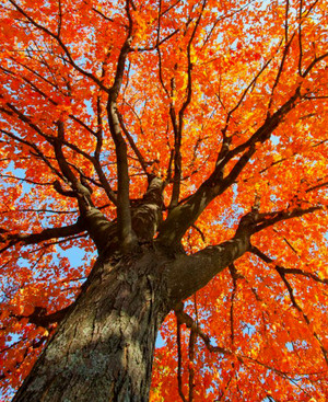  Autumn oranje Aesthetic 🧡