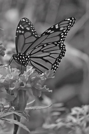 Black and white butterfly  