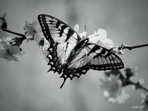 Black and white butterfly  