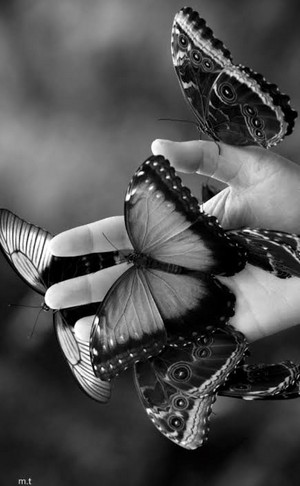  Black and white farfalla