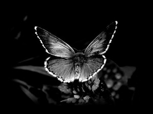  Black and white papillon