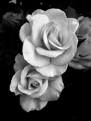  Black and white Цветы