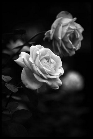  Black and white fiori