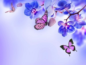  farfalla