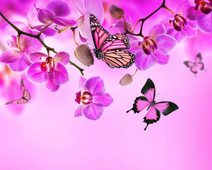  farfalla